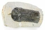 Bargain, Morocconites Trilobite Fossil - Ofaten, Morocco #340935-1